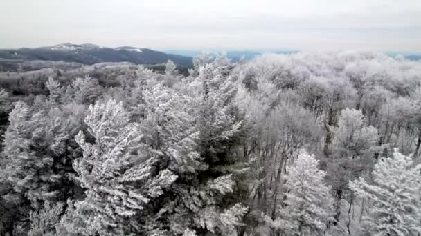 Tvrdá Rime Mrznoucí Mlha Vápencový Led Chrapot Stromech Zimě Blízkosti — Stock video
