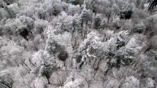 Árvores Cobertas Com Gelo Rima Neve Perto Boone Carolina Norte — Vídeo de Stock