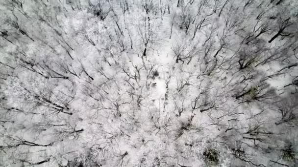 北カロライナ州ボノンC付近の木の空中スピンライムアイスとハードフロスト — ストック動画