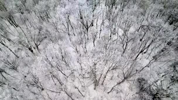北方卡罗莱纳州Nc山上的雪地里 在树梢上缓缓的爬行 — 图库视频影像