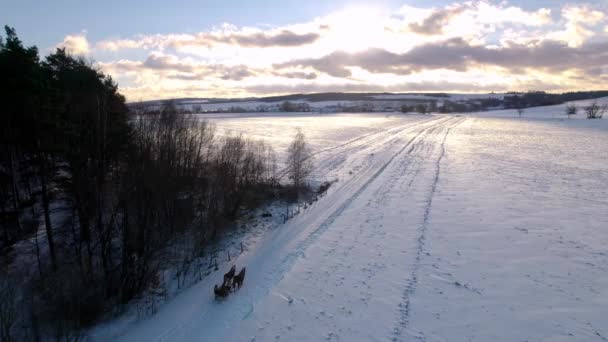 Pferdeschlitten Einer Winterlandschaft Mit Schneefall Einem Ruhigen Sonnigen Abend Drohnenschuss — Stockvideo