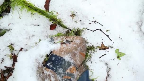 Παλιά Μπότα Εγκαταλειφθεί Στο Χιονισμένο Δάσος Κοντινό Πλάνο — Αρχείο Βίντεο