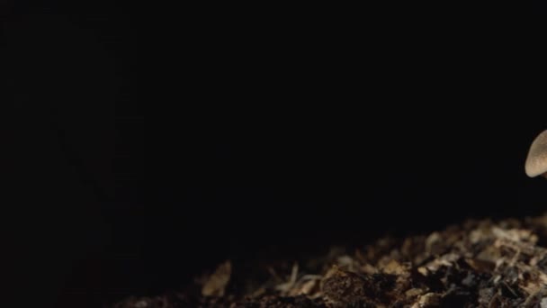 左至右平底锅夜间近距离拍摄黑色背景下分离的食用菌 — 图库视频影像