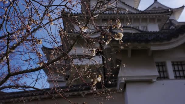 Ume Blüten Und Himeji Burg Rack Fokus Enthüllung Historischer Japanischer — Stockvideo