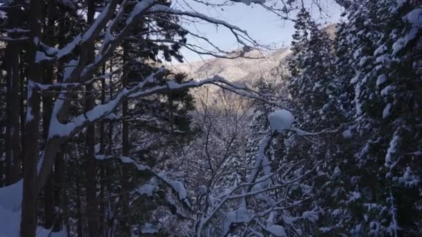 Karlı Orman Japon Alpleri Dağları — Stok video