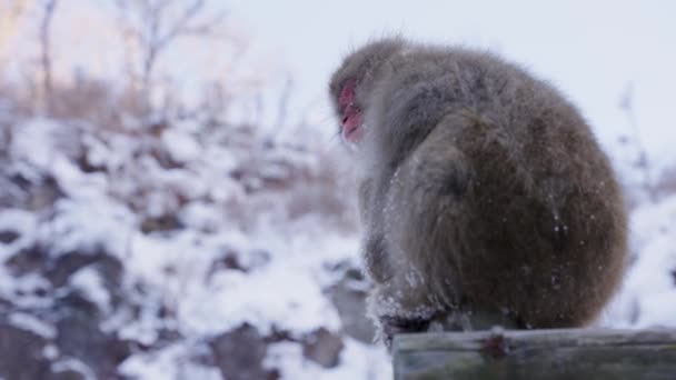 Japonya Nın Nagano Dağlarında Kar Maymunu — Stok video