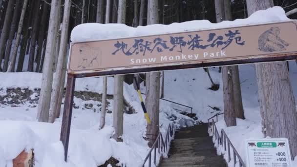 Snow Monkey Park Jigkoudani Yaen Koen Winter Nagano Japan — Stock video