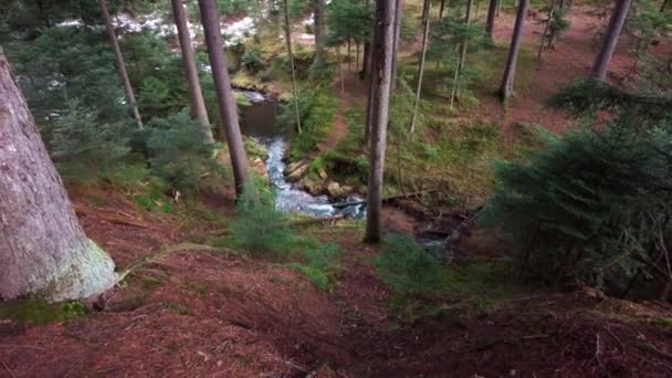 Panning View Pine Inedle Forest Floor Trickling Snow Melt Stream — Stock video