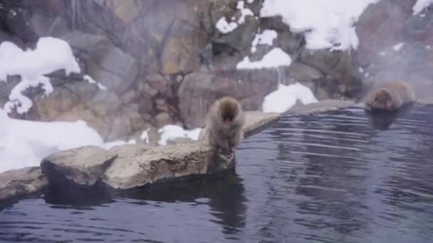 Japonia Śnieżne Małpy Macaca Fuscata Cieszy Gorąca Wiosna Zimie — Wideo stockowe