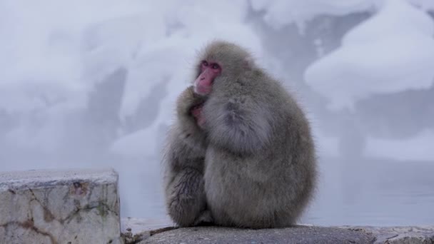 Macaques Japonais Mère Enfant Tenant Autre Hiver Froid — Video