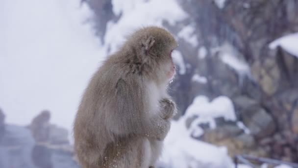 Eenzame Snow Monkey Huddling Het Koude Winterweer Van Nagano Japan — Stockvideo