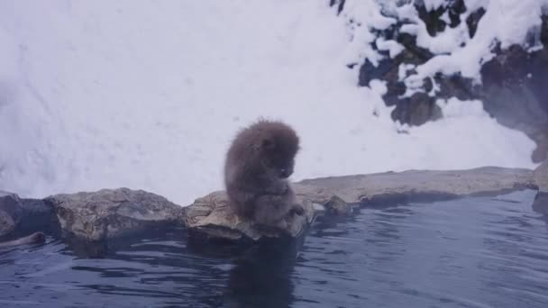 Jigokudani Onsen温泉 日本Macaques坐在长野热水旁 — 图库视频影像