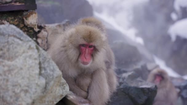 Macacos Japoneses Sentados Rochas Nevadas Enquanto Vapor Sobe Jigokudani — Vídeo de Stock