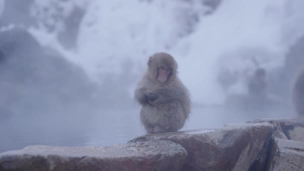 Bebé Mono Nieve Sentado Borde Las Aguas Termales Jigokudani Nagano — Vídeos de Stock