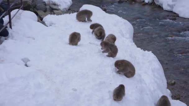 Truppa Macachi Giapponesi Macaca Fuscata Sulla Neve — Video Stock