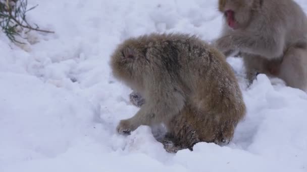 Aggressive Männliche Japanische Makaken Auf Nahrungssuche Schnee Nagano — Stockvideo