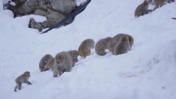 Japanische Makakenfamilie Den Verschneiten Bergen Von Nagano — Stockvideo