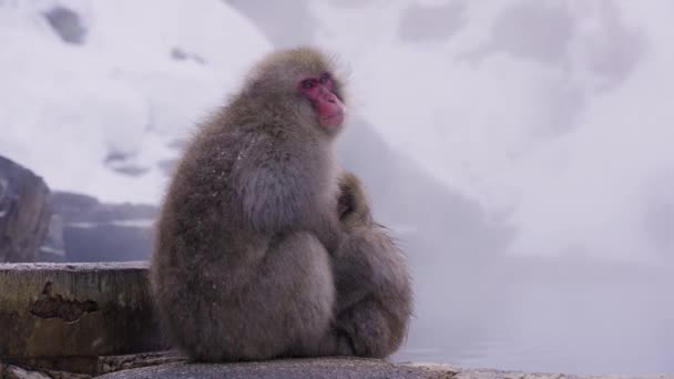 Madre Mono Sosteniendo Bebé Invierno Frío Alpes Japoneses — Vídeos de Stock