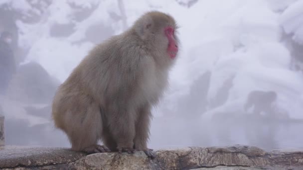 Japoński Macaque Basenach Geotermicznych Jigokudani Nagano Japonia — Wideo stockowe