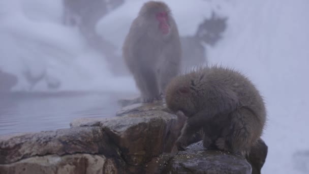 Japońskie Makaki Szukające Pożywienia Wzdłuż Krawędzi Basenu Geotermalnego Nagano — Wideo stockowe