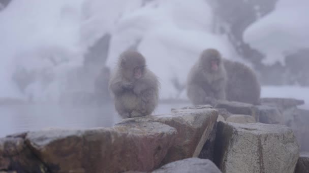 Joven Macaco Japonés Sienta Sola Geothermal Poo Nagano — Vídeos de Stock