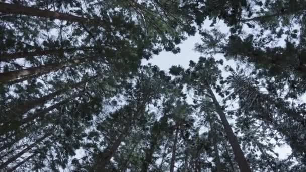 Лісові Дерева Японських Альпах Зима Снігом — стокове відео