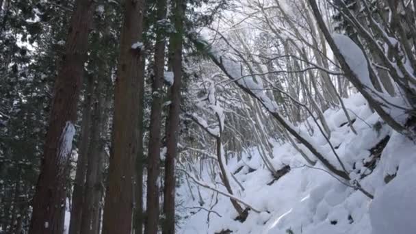 Bosque Congelado Paisaje Nevado Los Alpes Japoneses — Vídeo de stock