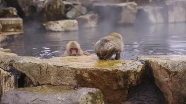 Japanische Affen Spielen Geothermaler Thermalquelle — Stockvideo