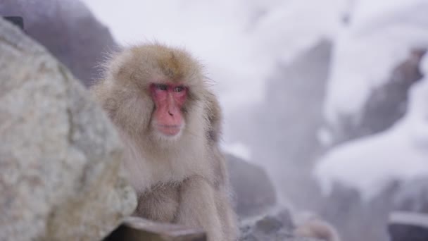 Japanische Makaken Tiefer Gedankenausdruck Gesicht Dampfenden Wasser Sitzend — Stockvideo