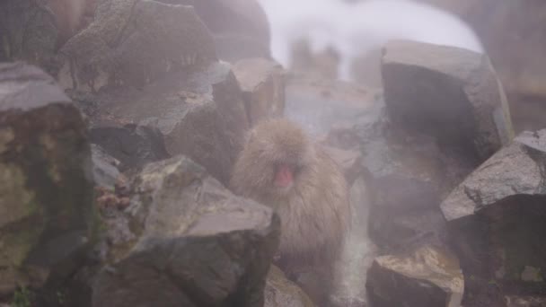 Japonské Macaque Odpočívá Páře Vroucí Geotermální Vody Jigokudani — Stock video