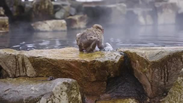 Piccolo Macaco Giapponese Giocare Nelle Acque Calde Primavera Jigokudani — Video Stock