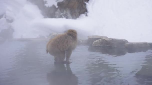Kışın Karla Çevrili Jeotermal Kaplıcada Kar Maymunu — Stok video