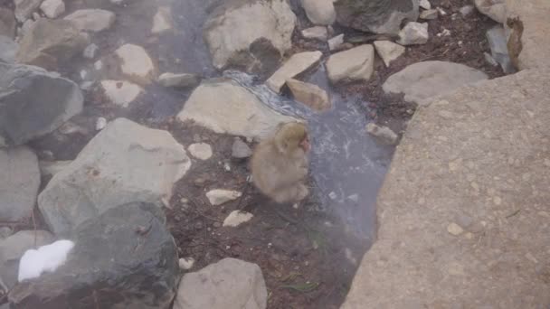 Piccolo Macaco Giapponese Seduto Fiume Geotermico Nagano — Video Stock