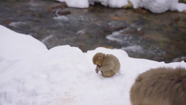 Schneeaffen Winter Auf Nahrungssuche Mountain River — Stockvideo