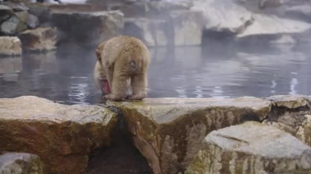 Zwei Japanische Makaken Genießen Heiße Quellen Winter Japan — Stockvideo