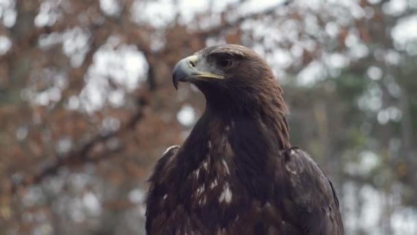 Gouden Adelaar Bos Achtergrond Statische Lage Hoek Close Zicht Hoofd — Stockvideo