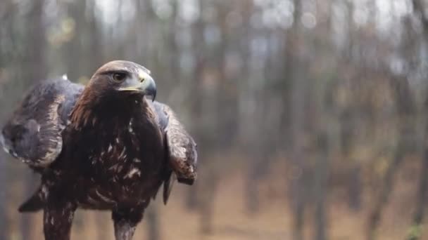 Golden Eagle Spread Wings Head Closeup Static Closeup View Copy — Stock Video