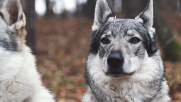 Zwei Graue Wölfe Oder Wolfshunde Boden Nahaufnahme Des Vorderkopfes Waldhintergrund — Stockvideo