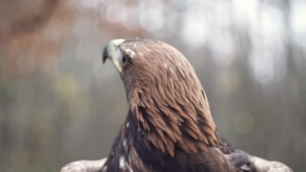 Extrême Gros Plan Tête Aigle Royal Bec Yeux Forêt Arrière — Video