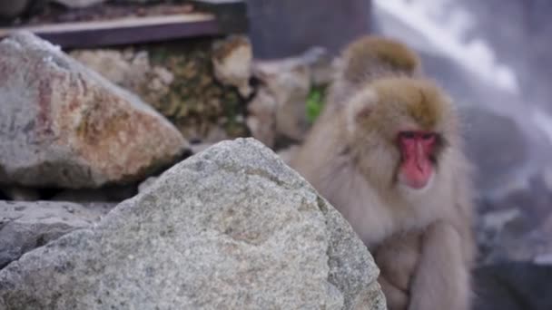 Macacos Japoneses Relajándose Vapor Geotérmico Jigokudani — Vídeos de Stock