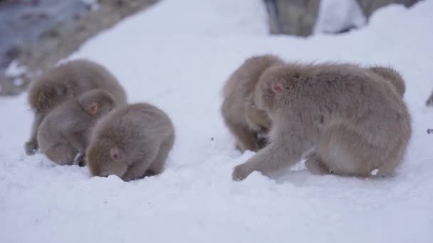 Macacos Neve Encosta Montanha Yamanouchi Procurando Comida Inverno — Vídeo de Stock