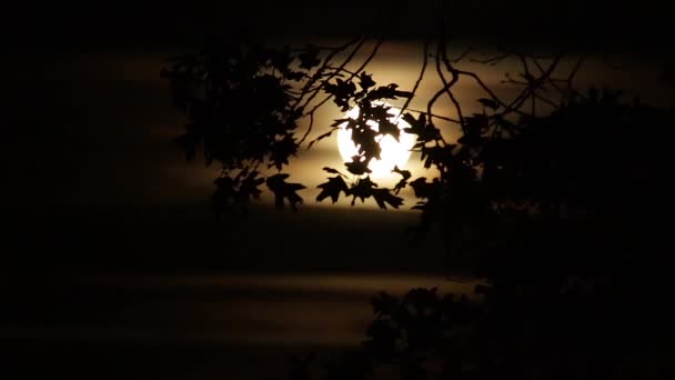 Folhas Carvalho Movem Vento Criando Uma Silhueta Retroiluminada Pela Lua — Vídeo de Stock