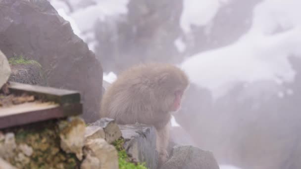 Japanischer Schneeaffe Sitzt Winter Geothermaldampf — Stockvideo