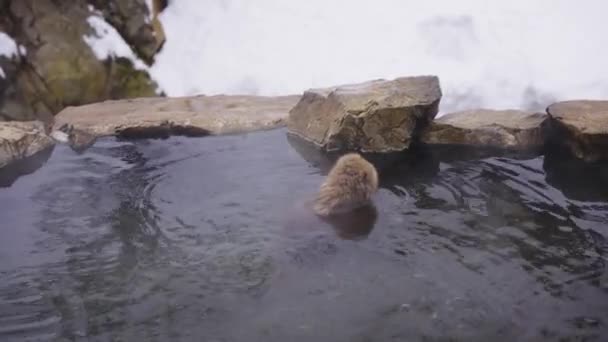 Verspielte Schneeaffen Geothermalen Heißen Quellen Von Jigokudani — Stockvideo