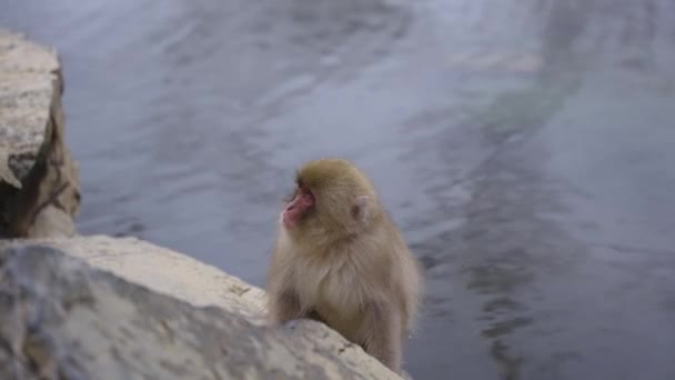 Macaco Giapponese Giovanile Hot Spring Nagano Giappone — Video Stock