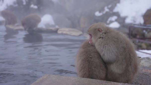 Scimmie Delle Nevi Che Abbracciano Nel Freddo Nagano Giappone — Video Stock