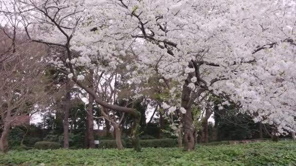 Sakura Blossom Tree Primavera Tokyo Imperial Gardens — Vídeos de Stock