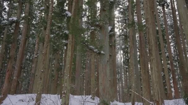 冬山森林 4K潘 太阳在宁静的自然中升起 — 图库视频影像