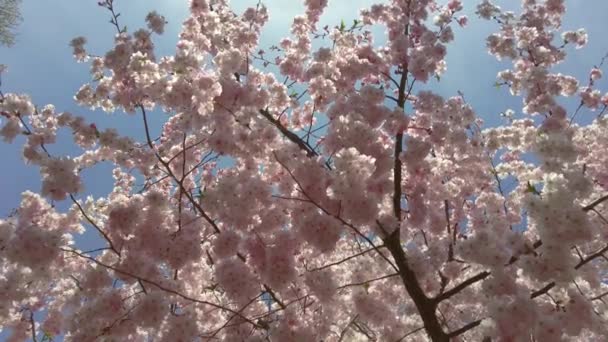 Rózsaszín Virágzó Cseresznyevirágok Lengenek Szélben Kék Égbolttal Háttérben — Stock videók