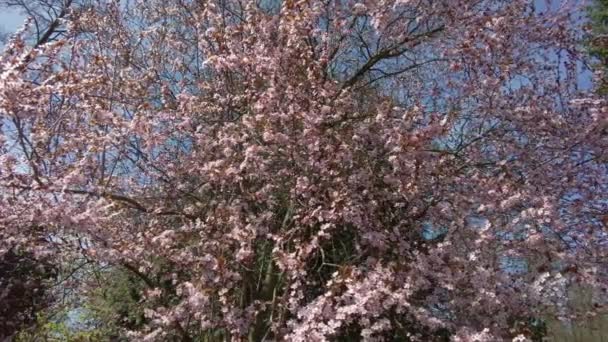 在一个阳光明媚的春日 在一个开着粉红色花朵的植物园里 一棵大树 — 图库视频影像